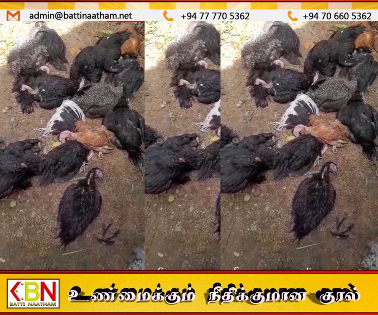 யாழில் பெண் தலைமைத்துவ குடும்பம் வளர்த்த கோழிகளை விஷம் வைத்து கொன்ற விஷமிகள்