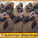 யாழில் பெண் தலைமைத்துவ குடும்பம் வளர்த்த கோழிகளை விஷம் வைத்து கொன்ற விஷமிகள்