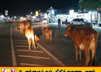 கால்நடை வளர்ப்போருக்கு விடுக்கப்பட்டுள்ள முக்கிய அறிவுறுத்தல்