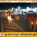 கால்நடை வளர்ப்போருக்கு விடுக்கப்பட்டுள்ள முக்கிய அறிவுறுத்தல்