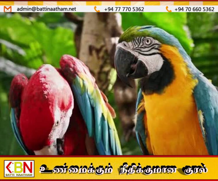 தெஹிவளை மிருகக்காட்சிசாலையில் 500,000 இலட்சத்திற்கும் அதிக பெறுமதிகொண்ட பஞ்சவர்ணக் கிளி திருட்டு