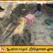 செம்மணி மனித புதைகுழி விவகாரத்திற்கு அரசு நீதி வழங்கவேண்டுமென சஜித் அணி வேண்டுகோள்