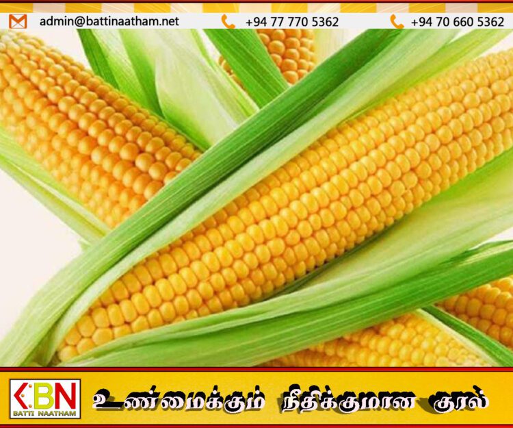 மூன்று இலட்சம் மெட்ரிக் தொன் சோளத்தை இறக்குமதி செய்ய அரசாங்கம் தீர்மானம்