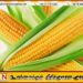 மூன்று இலட்சம் மெட்ரிக் தொன் சோளத்தை இறக்குமதி செய்ய அரசாங்கம் தீர்மானம்