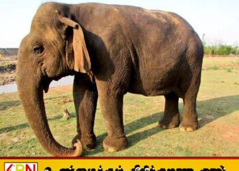 ஆசியாவின் மிக வயதான யானையான வத்சலா உயிரிழப்பு