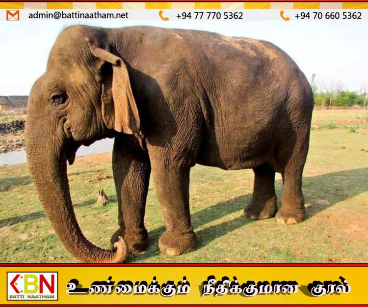 ஆசியாவின் மிக வயதான யானையான வத்சலா உயிரிழப்பு