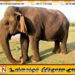 ஆசியாவின் மிக வயதான யானையான வத்சலா உயிரிழப்பு