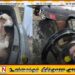 ஜனாதிபதியின் உருவப்படத்துடன் ஆடு கடத்திய இருவர் கைது