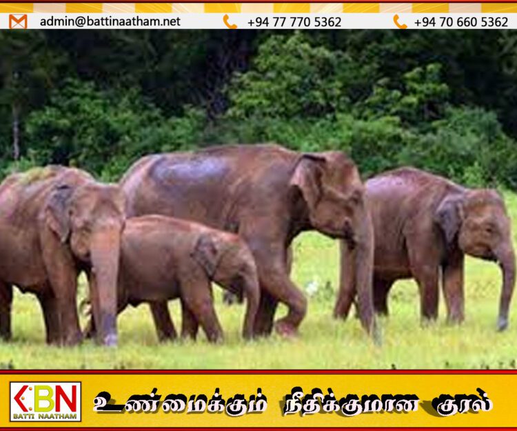 யானைகளை பராமரிக்க வன விலங்கு வைத்தியசாலை, நடமாடும் வைத்திய சேவை பிரிவை அமைக்க தீர்மானம்