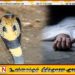 உடகலஉட பிரதேசத்தில் நாகப்பாம்பு தீண்டி 4 வயது சிறுவன் உயிரிழப்பு