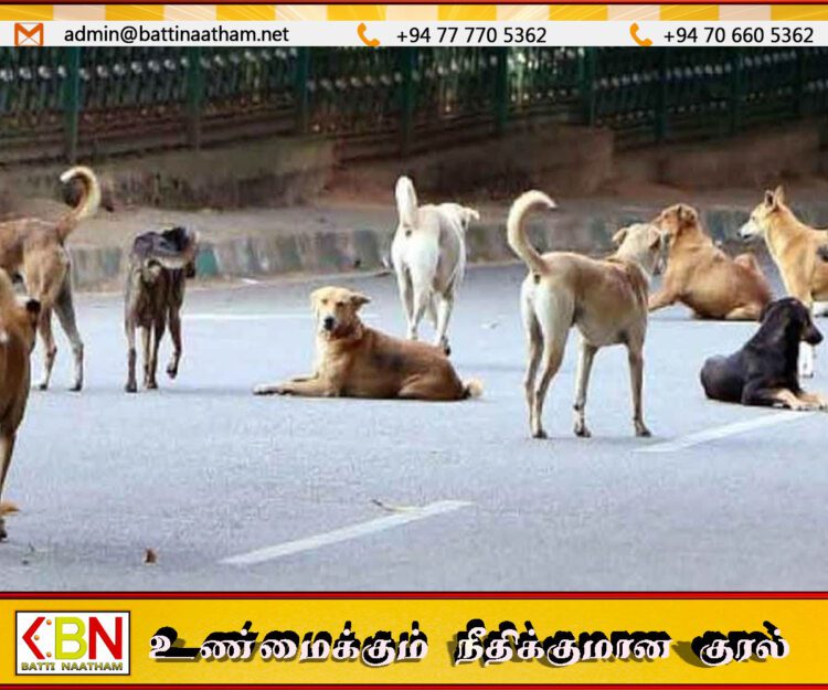 நகரத்தில் கட்டாக்காலி நாய்களின் தொல்லையைக் கட்டுப்படுத்த நாய்கள் காப்பகம் அமைக்கும் சாவகச்சேரி நகரசபை