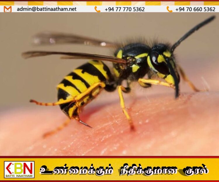 குளவி கொட்டுக்கு இலக்காகி ஆறு பெண்கள் வைத்தியசாலையில் அனுமதி