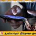 பல்கலைக்கழக மாணவியின் முகநூலுக்கு நிர்வாண புகைப்படங்கள், காணொளிகளை பகிர்ந்து மிரட்டிய நபர் கைது