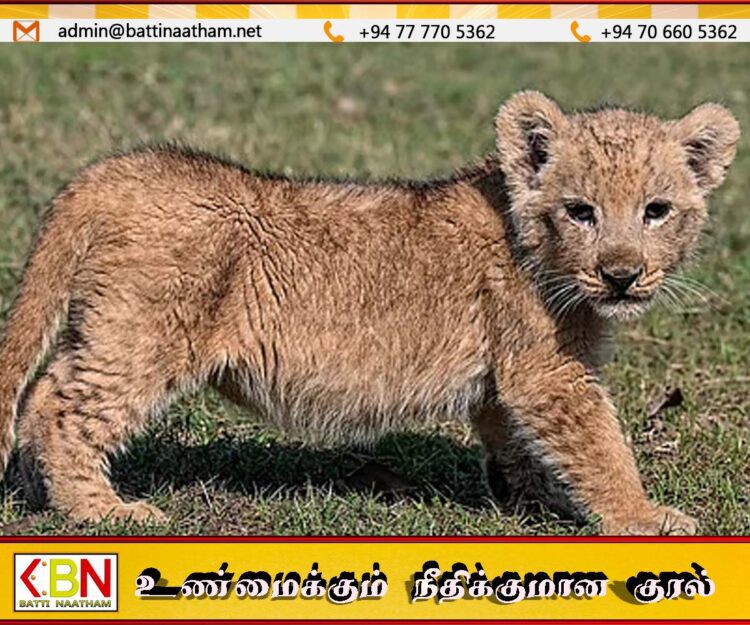 பாகிஸ்தான் வீட்டில் இருந்து தப்பி மக்களைத் தாக்கிய வளர்ப்பு சிங்கம்