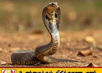மதுபோதையில் பாம்பை விழுங்கிய நபர்