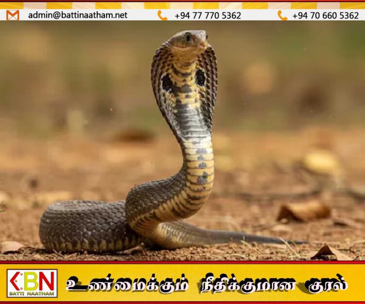 மதுபோதையில் பாம்பை விழுங்கிய நபர்