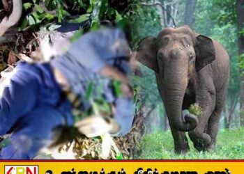 திருகோணமலை கந்தளாய் காட்டுப்பகுதியில் தேன் எடுக்கச் சென்றவர் யானை தாக்கி உயிரிழப்பு