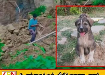 67 பேரின் உயிரைக் காப்பாற்றிய ஒற்றை நாய்