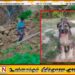 67 பேரின் உயிரைக் காப்பாற்றிய ஒற்றை நாய்