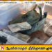 செம்மணியில் புத்தகப்பையோடு மீட்கப்பட்ட எலும்புக்கூடு குறித்து வெளியான அறிக்கை