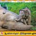 சமீபத்திய நாட்களில் 21 காட்டு யானைகள் சுட்டுக் கொலை
