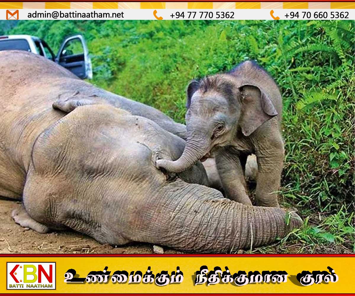 சமீபத்திய நாட்களில் 21 காட்டு யானைகள் சுட்டுக் கொலை