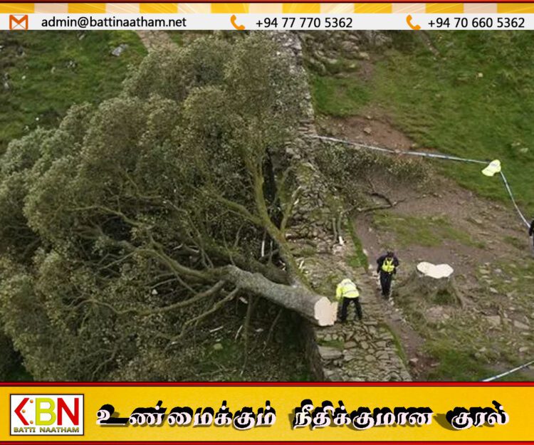பழமையான மரத்தை வெட்டியதால் இங்கிலாந்தில் இருவருக்கு 57 மாத சிறைத்தண்டனை