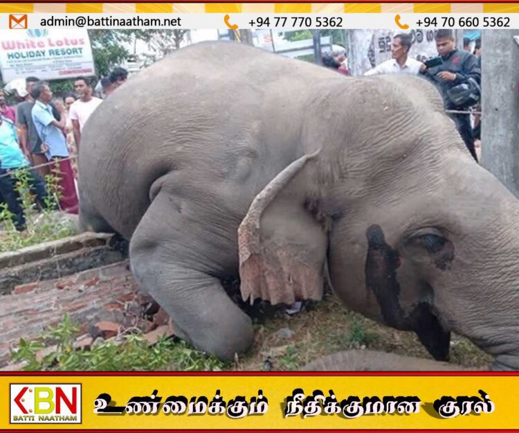 கொழும்பு – மட்டக்களப்பு நோக்கிச் சென்ற ரயிலில் காட்டு யானை மோதி  உயிரிழப்பு