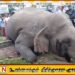 கொழும்பு – மட்டக்களப்பு நோக்கிச் சென்ற ரயிலில் காட்டு யானை மோதி  உயிரிழப்பு