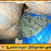 மன்னாரில் 20 மில்லியன் பெறுமதியான கேரள கஞ்சா மீட்பு
