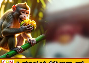 மட்டு வந்தாறுமூலையில் குரங்கு கடித்ததில் 6 பெண்கள் படுகாயம்; குரங்குகளின் அட்டகாசத்தால் மக்கள் அச்சத்தில்