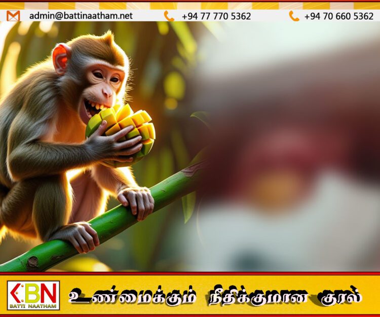 மட்டு வந்தாறுமூலையில் குரங்கு கடித்ததில் 6 பெண்கள் படுகாயம்; குரங்குகளின் அட்டகாசத்தால் மக்கள் அச்சத்தில்