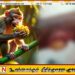 மட்டு வந்தாறுமூலையில் குரங்கு கடித்ததில் 6 பெண்கள் படுகாயம்; குரங்குகளின் அட்டகாசத்தால் மக்கள் அச்சத்தில்