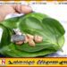 சந்தையில் வெற்றிலை மற்றும் பாக்கின் விலை அதிகரிப்பு