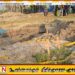 செம்மணியில் இதுவரை 45 மனித எலும்புக்கூடுகள் அடையாளம்