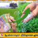 நாட்டில் உர விலை அதிகரித்து வருவதாக தகவல்