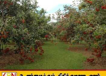 ரம்புட்டான் மரங்களால் ஏற்படும் விபத்துக்களின் எண்ணிக்கை அதிகரிப்பு