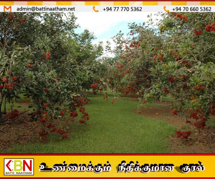 ரம்புட்டான் மரங்களால் ஏற்படும் விபத்துக்களின் எண்ணிக்கை அதிகரிப்பு