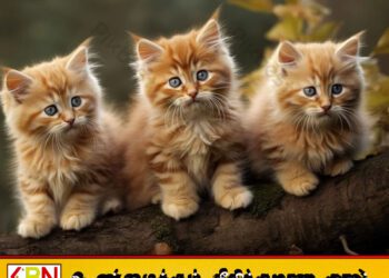பூனைகளை கொலை செய்து ரசித்த சிறுவனுக்கு ஓராண்டு சிறை