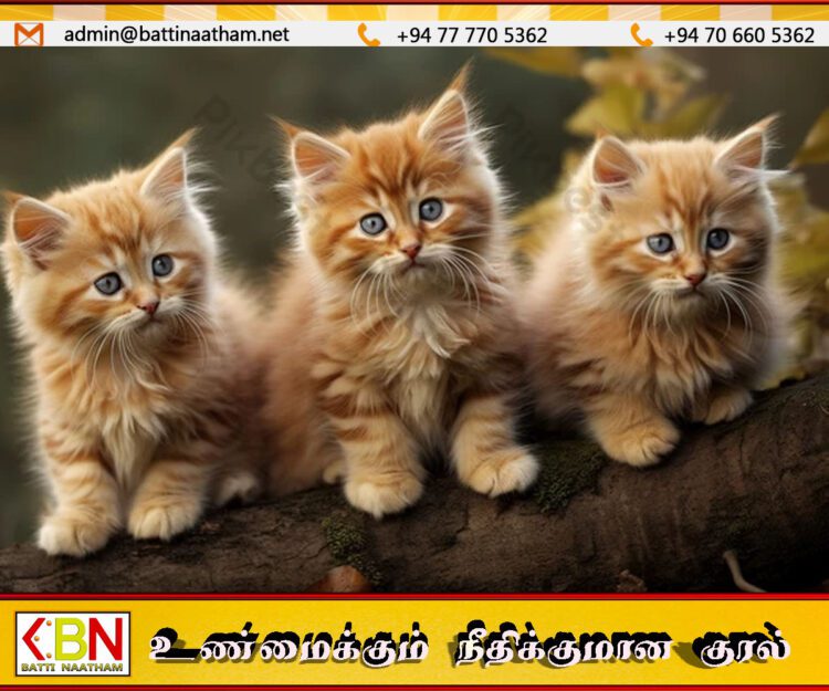 பூனைகளை கொலை செய்து ரசித்த சிறுவனுக்கு ஓராண்டு சிறை