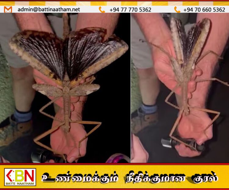 குயின்ஸ்லாந்து மழைக்காடுகளில் கண்டுபிடிக்கப்பட்ட குச்சிப் பூச்சி
