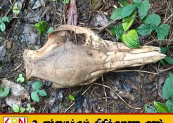 நோர்வூட் கற் குகையில் இரண்டு சிறுத்தைகள் வசிப்பு; தொழிலாளர்கள் அச்சம்