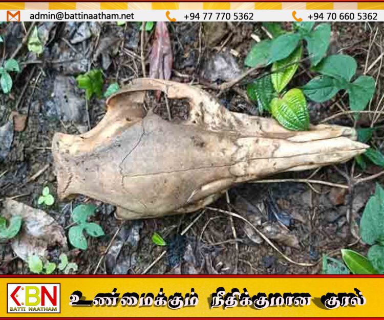 நோர்வூட் கற் குகையில் இரண்டு சிறுத்தைகள் வசிப்பு; தொழிலாளர்கள் அச்சம்