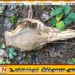 நோர்வூட் கற் குகையில் இரண்டு சிறுத்தைகள் வசிப்பு; தொழிலாளர்கள் அச்சம்