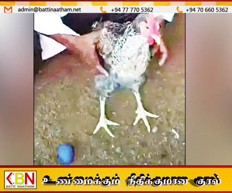 நீல நிறத்தில் முட்டையிட்ட கோழி