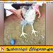 நீல நிறத்தில் முட்டையிட்ட கோழி