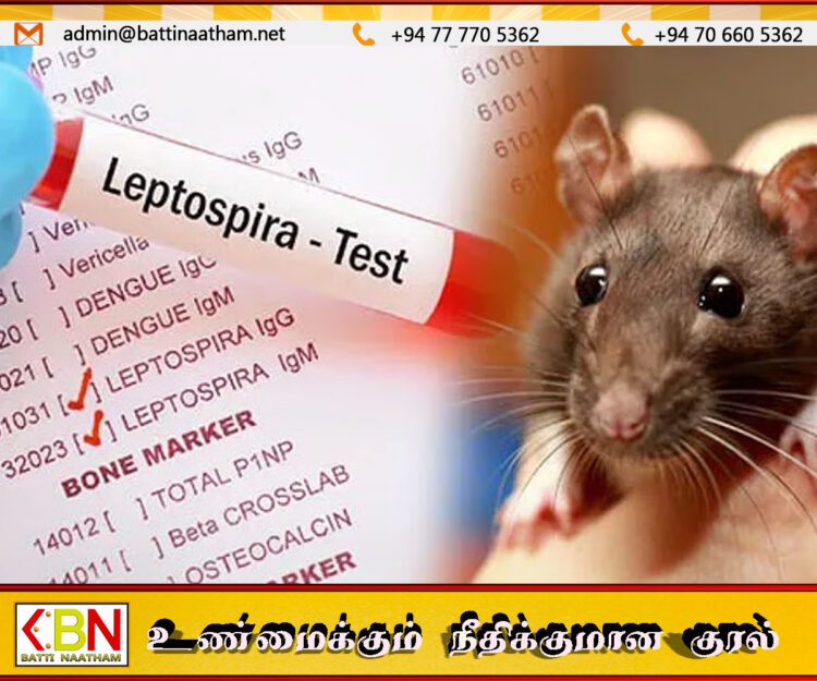 எலிக்காய்ச்சல் மீண்டும் தீவிரமடைகிறது; சிறுவர்களுக்கு எச்சரிக்கை