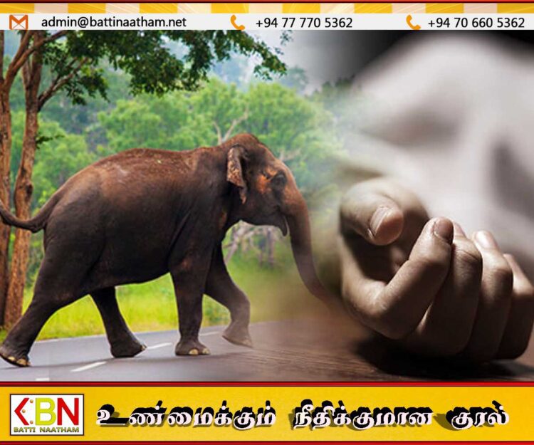 ஹம்பாந்தோட்டையில் காட்டு யானை தாக்கியதில் 7 வயது சிறுமி உயிரிழப்பு