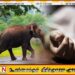 ஹம்பாந்தோட்டையில் காட்டு யானை தாக்கியதில் 7 வயது சிறுமி உயிரிழப்பு