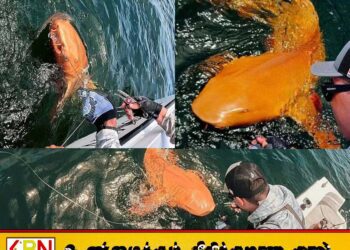 உலகின் முதல் ஆரஞ்சு நிற சுறா கோஸ்டாரிகாவில் கண்டுபிடிப்பு